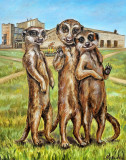 Suricatas