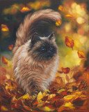 My beautiful cat