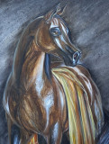 Arabic horse