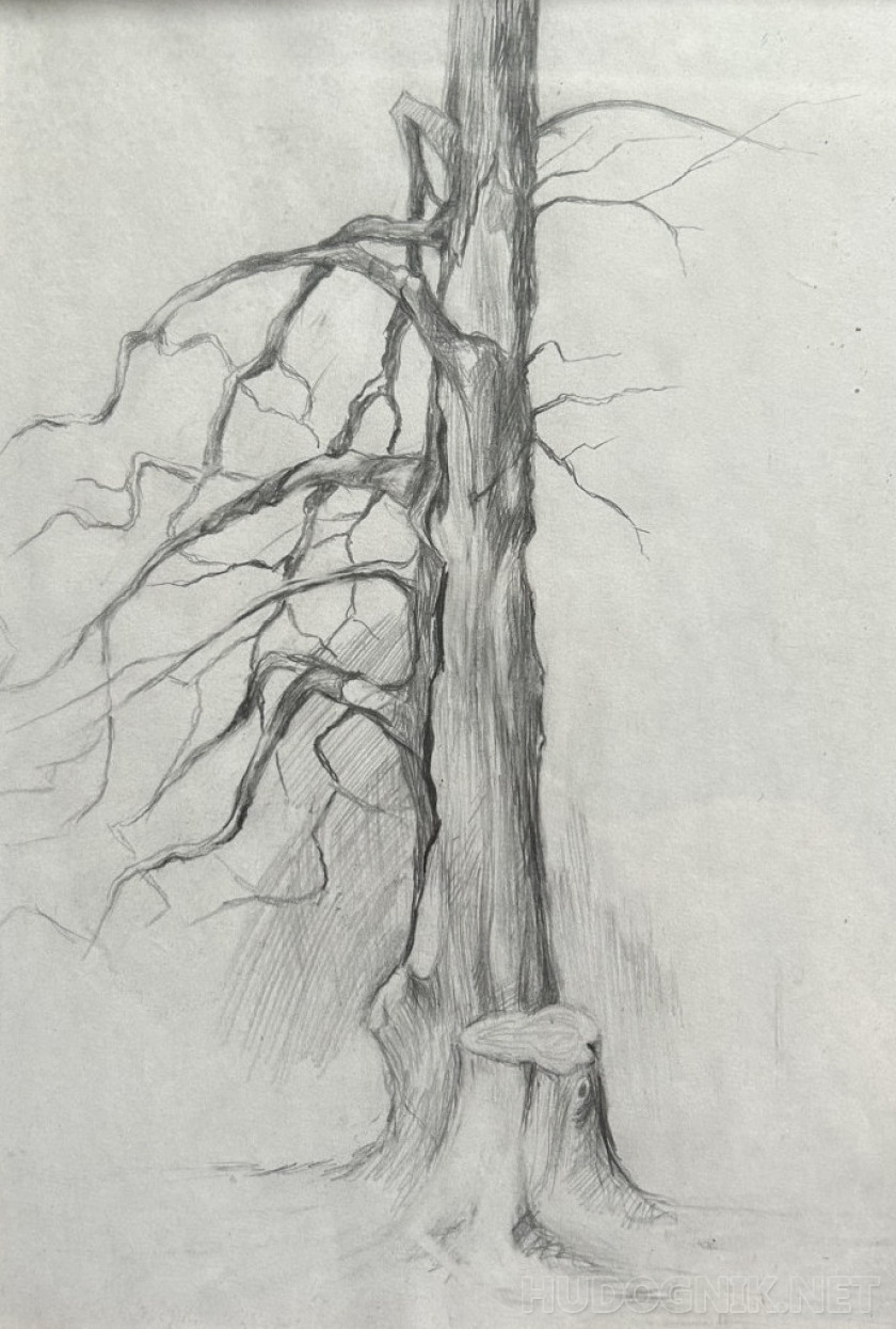 Old tree