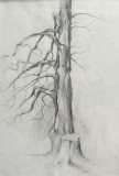 Old tree