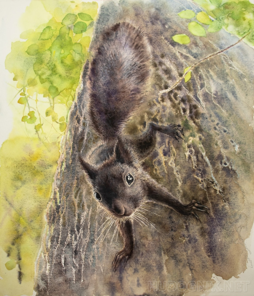 Питерская белка