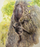 Ardilla de San Petersburgo