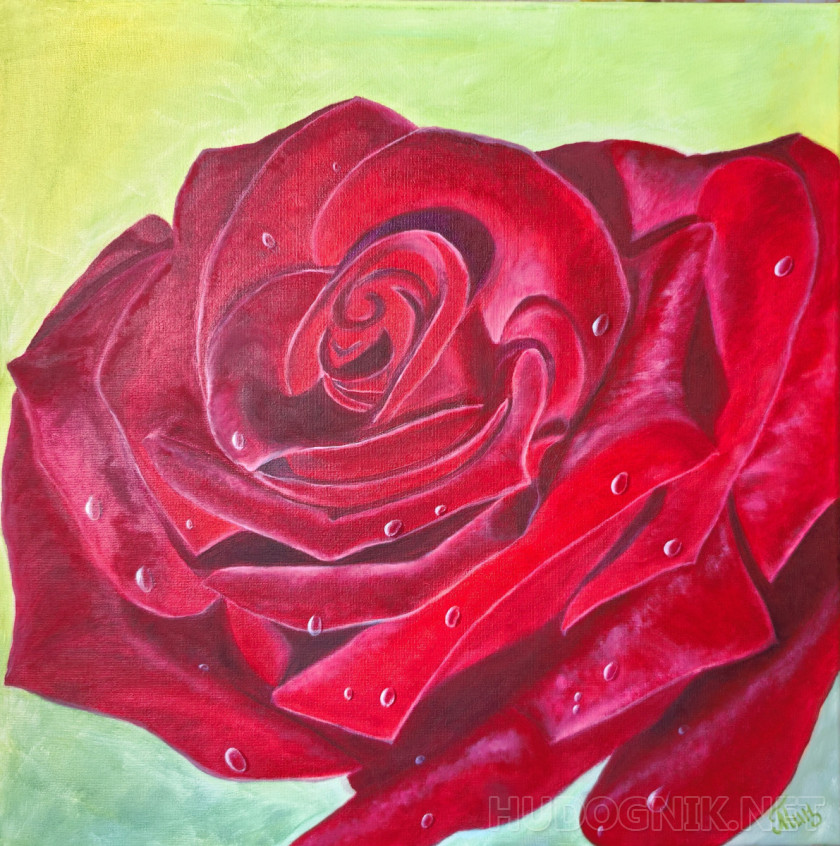 Роза ,цветок