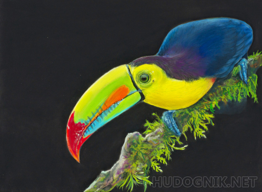 Радужный тукан