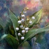 Белые звоны мая