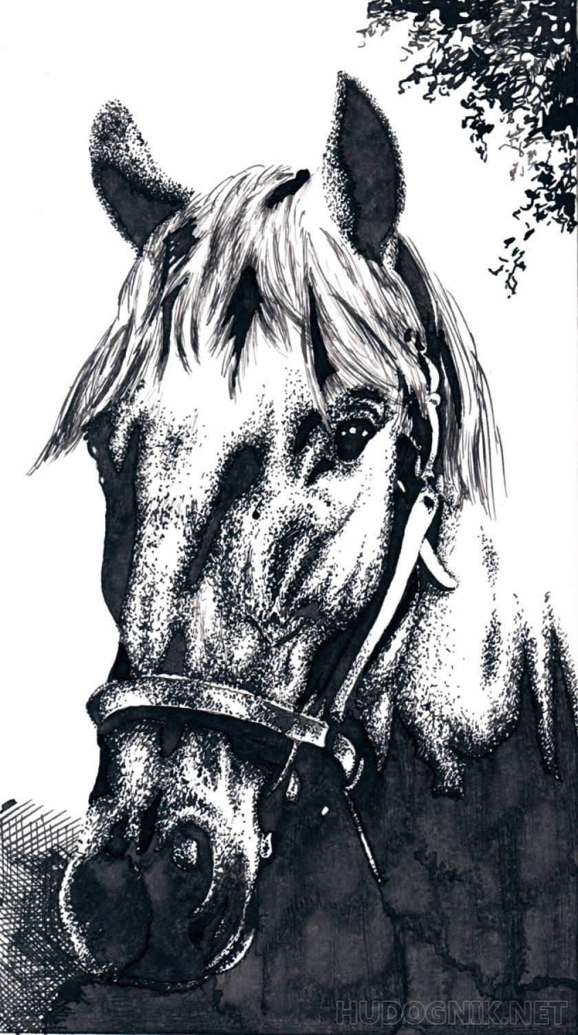 Любопытный