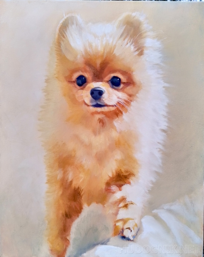 Мой маленький шпиц