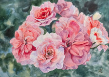 Pelargonio Kara Rosa