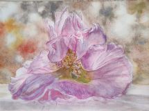 Цветок гибискуса