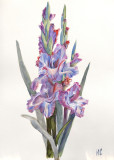 Gladiolus