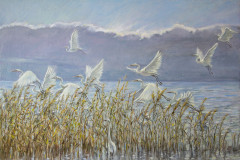 Цапли прилетели