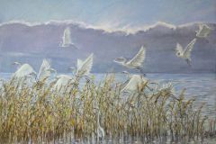 The herons have arrived