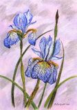Pastel irises