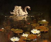 a lone Swan