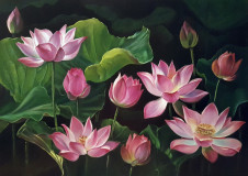 Lotus