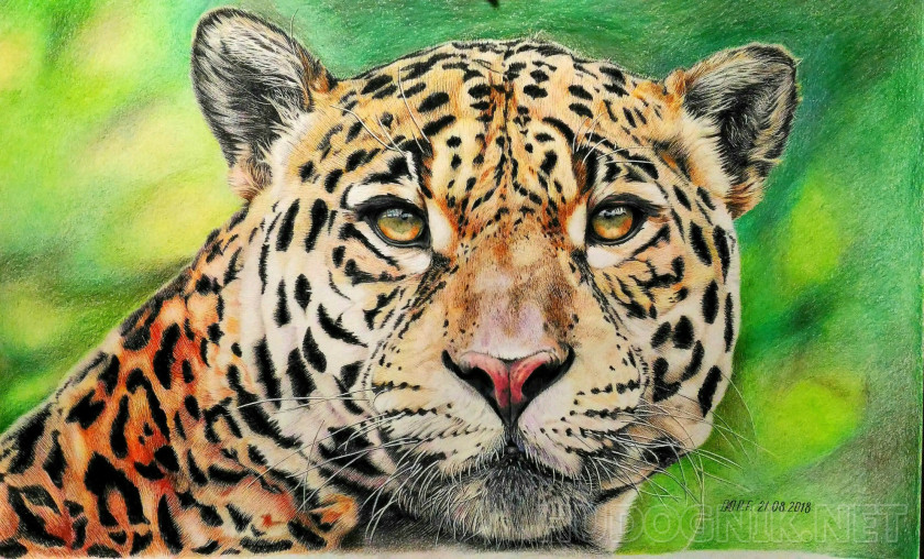 Jaguar