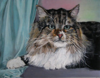 Timofei Vasilyevich cat.