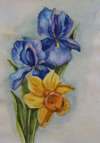 Irises