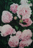 Peonies