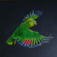 Попугай зеленый