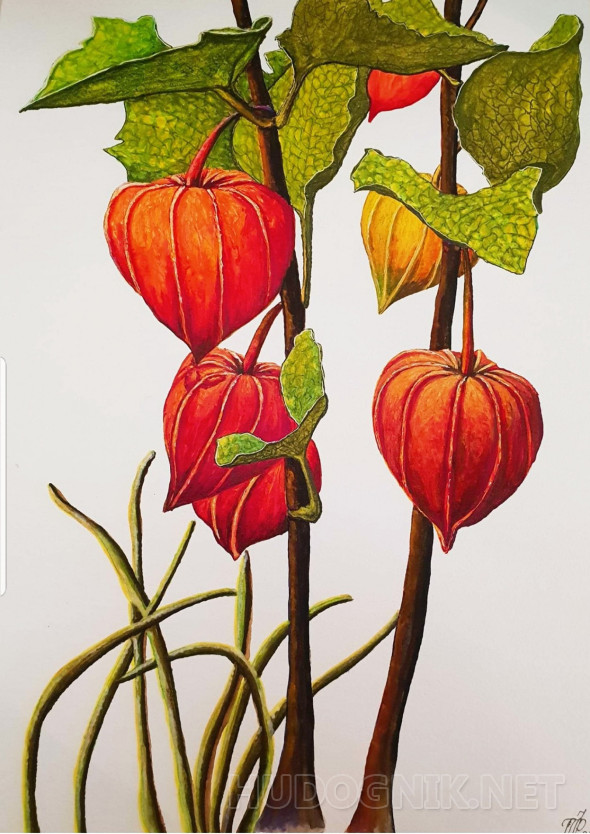 Картина Физалис. Размеры: 30x42, Год: 2019, Цена: 800 рублей Художник ...