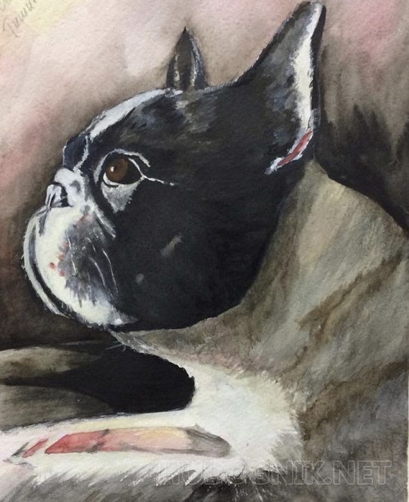 Картина Бульдог. Размеры: 21x28, Цена: 9000 рублей Художник Яшина Светлана