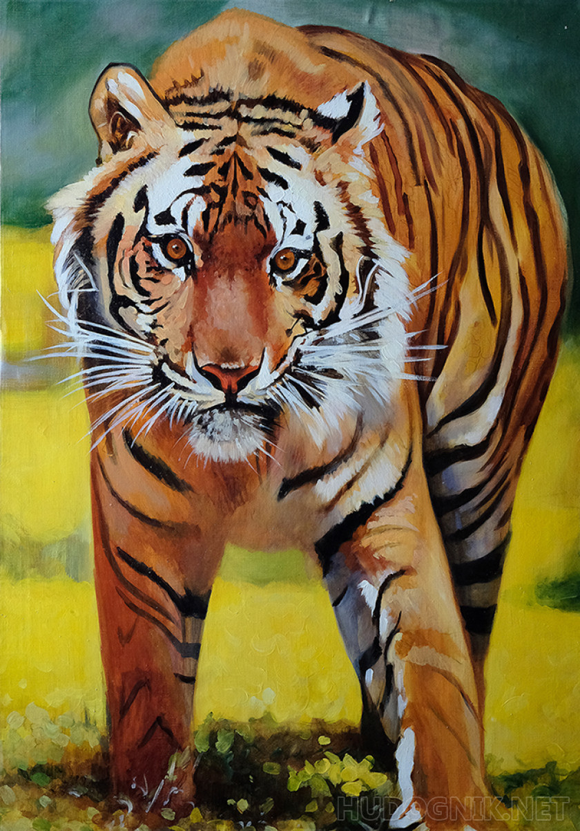 «Тигр»
