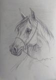 retrato de un caballo