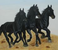 Black horses