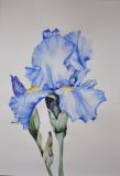 Blue iris