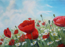 Field poppies