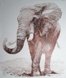 Слон