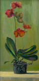 Orquídea