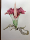 Amorphophallus