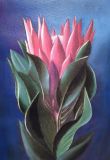 A Protea Flower.