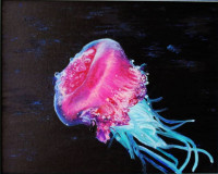 В Проливе Лаперуза тихо плавает медуза