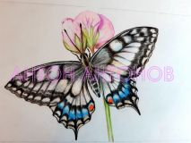 Mariposa Swallowtail