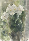 Orquídea blanca