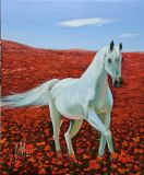 Cavallo blanco