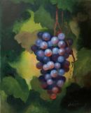Виноград в саду. Синий виноград