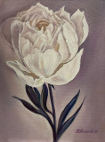 peony flower