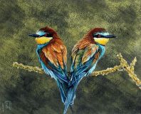 A pair of golden bee-eaters