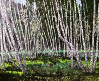 Birches by the swamp