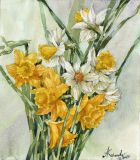 Yellow Daffodils