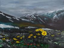Altai, mountain poppy