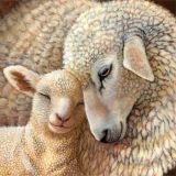 Lamb and lamb