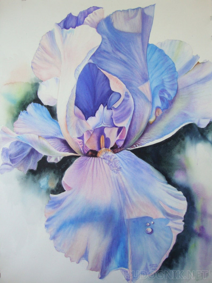 Iris Púrpura
