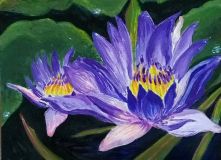 Lilac Water Lily