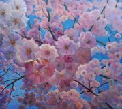 sakura blossoms